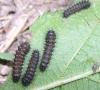 Saturnia pavonia